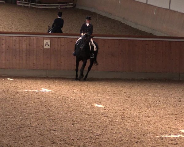 Reitturnier Gut Hohenkamp / Dorsten 2019