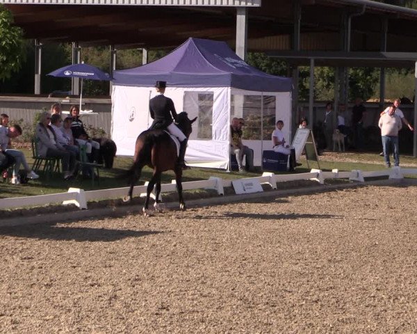 Reitturnier Gut Hohenkamp / Dorsten 2019