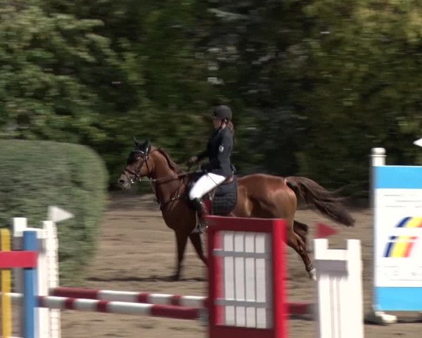 Reitturnier Berlin-Rudow 2019