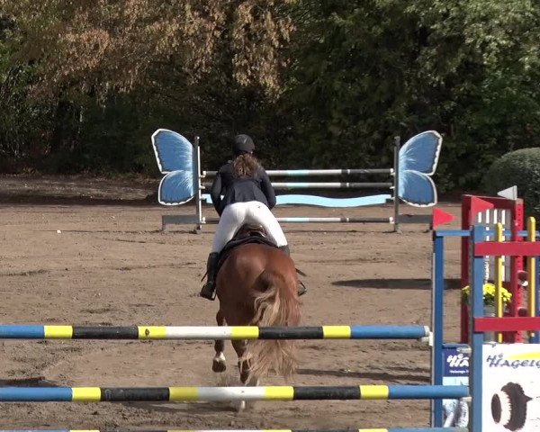 Reitturnier Berlin-Rudow 2019