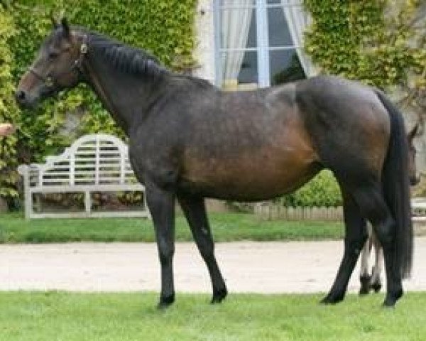 broodmare Pimprenelle Mail (Selle Français, 2003, from Alligator Fontaine)