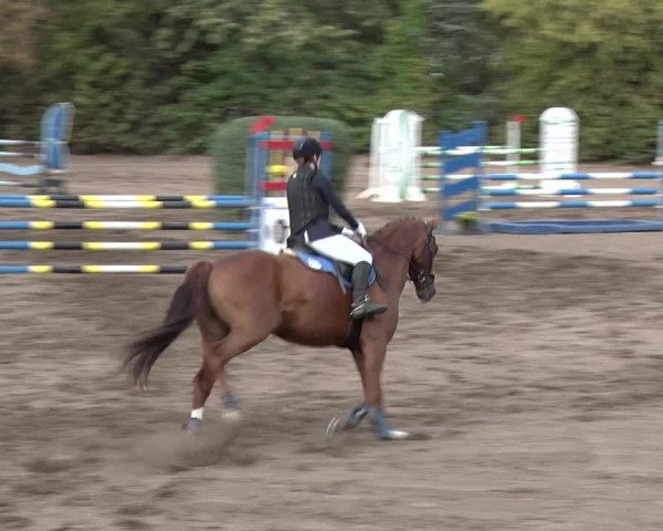 Reitturnier Berlin-Rudow 2019