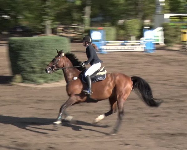 Reitturnier Berlin-Rudow 2019