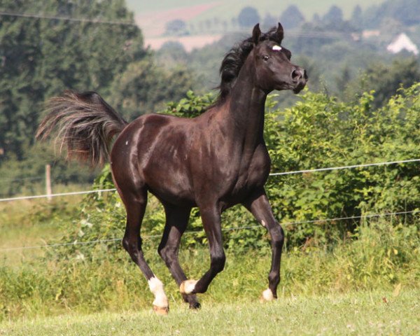 stallion GH Bouhum (Arabian purebred, 2015, from Black Diamond ox)