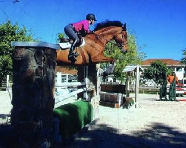 Pferd Simon de Lambres (Selle Français, 2006, von Quite Easy I)