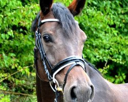 Zuchtstute Finesse (Hessisches Warmblut, 2006, von Fürstenreich)