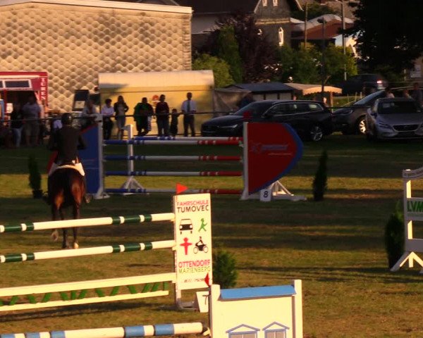 Reitturnier Altmittweida 2019