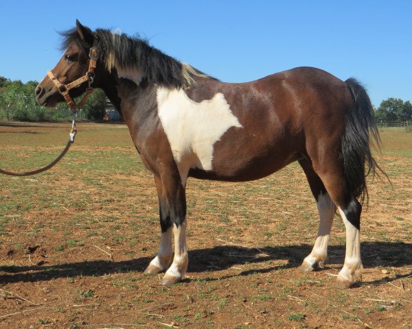 horse mixFlor (Welsh Mix,  )