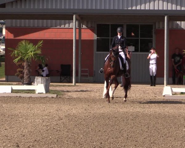 Reitturnier Gut Hohenkamp / Dorsten 2019