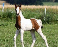 jumper Mimosa E (German Warmblood, 2016, from Luxus CML)
