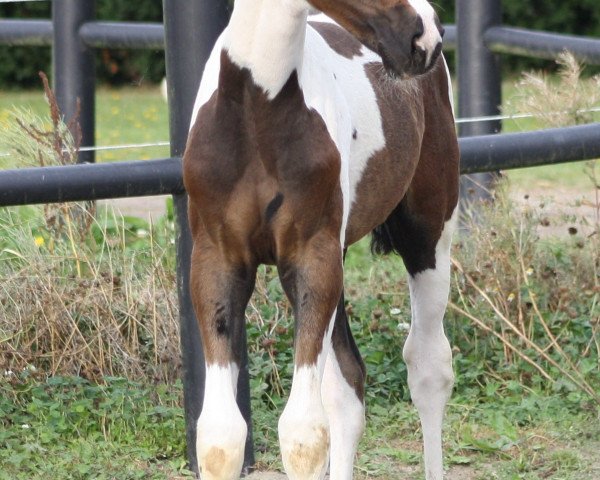 horse Fifty-Fifty E (German Warmblood, 2015, from Floré Star)