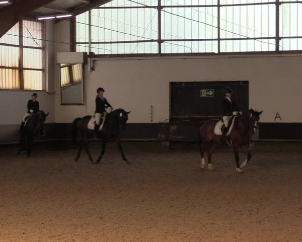Reitturnier Albersloh 2019
