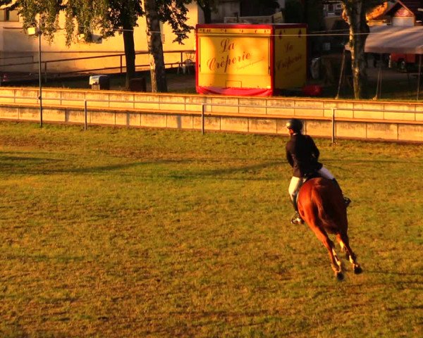 Reitturnier Altmittweida 2019