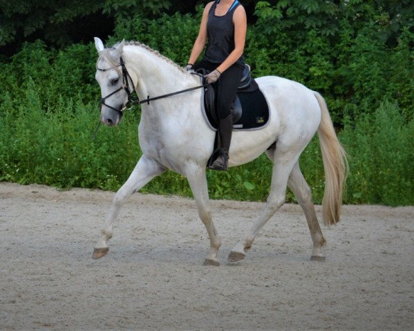 jumper Castellan 3 (Trakehner, 2014, from Solar)