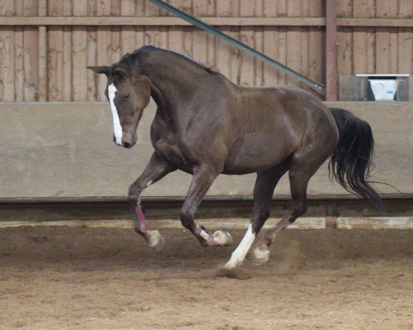 horse Doswidanja (Württemberger, 2010, from Don Diamond)
