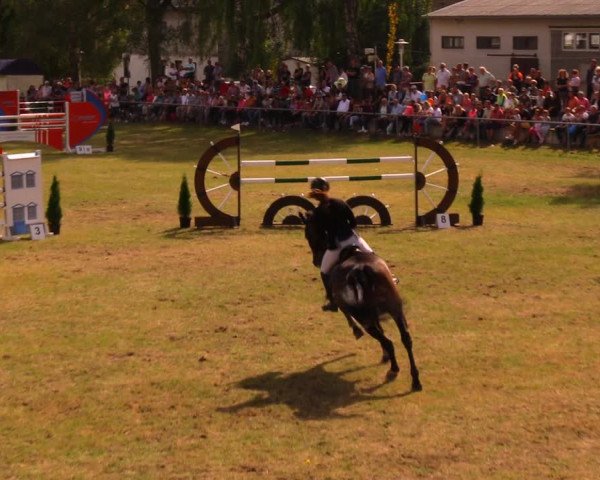 Reitturnier Altmittweida 2019