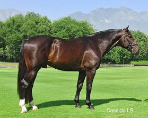Stallone da monta Casaldo LS (Cavallo da sella messicano, 2009, di Casall Ask)