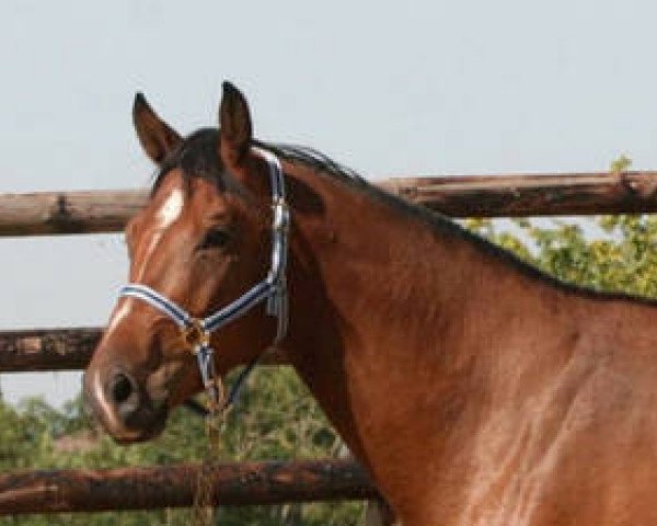 Pferd Aspen Mail (Selle Français, 2010, von Quite Easy I)