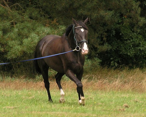 Dressurpferd Leonidas 104 (Mecklenburger, 2004, von Ladinor)