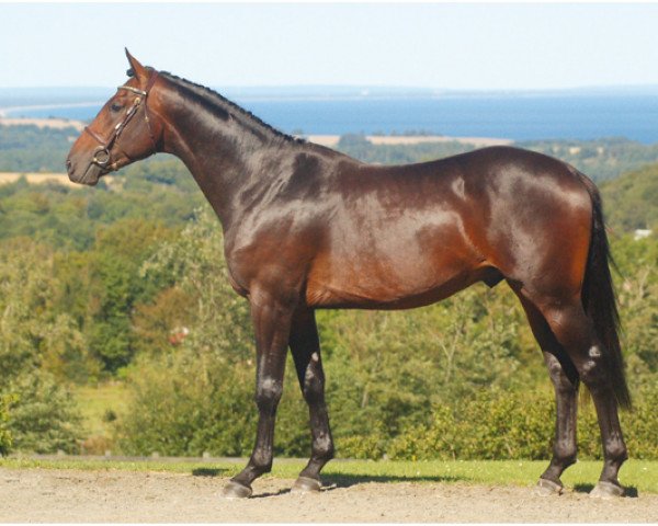 Pferd Valentino Mail (Selle Français, 2009, von Quarto Mail)