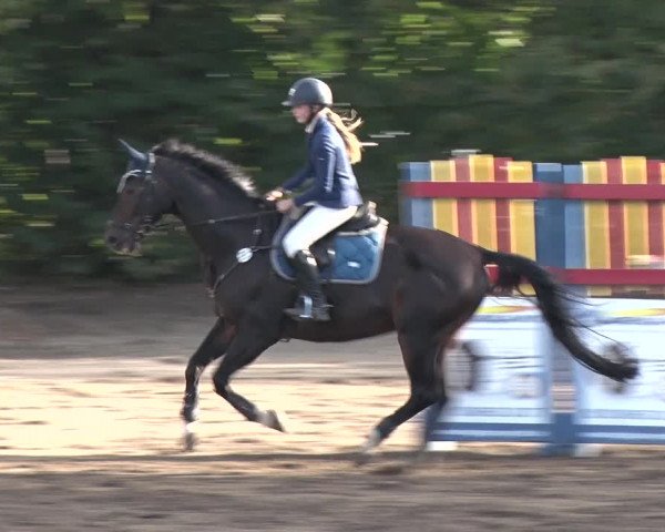 Reitturnier Berlin-Rudow 2019