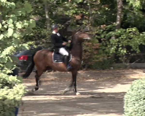 Reitturnier Berlin-Rudow 2019