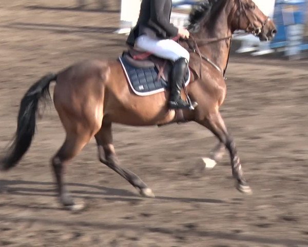 Reitturnier Berlin-Rudow 2019