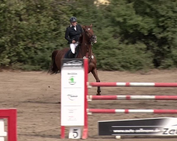 Reitturnier Berlin-Rudow 2019