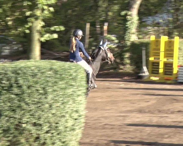 Reitturnier Berlin-Rudow 2019