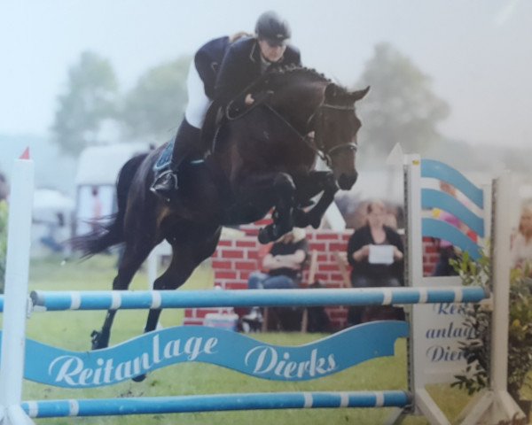 jumper Carla Bruni 4 (Oldenburg show jumper, 2008, from Cevin Costner)