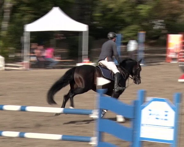 Reitturnier Berlin-Rudow 2019