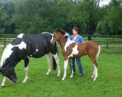 jumper Cara (Zangersheide riding horse, 2016, from Crowntano Z)