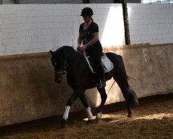 dressage horse Holsteins Weltenbummler (German Riding Pony, 2013, from Holsteins Wellenbrecher)