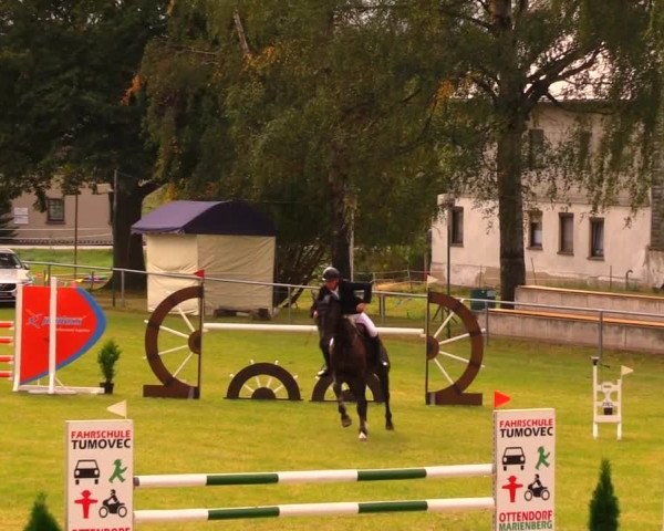 Reitturnier Altmittweida 2019