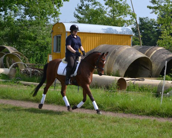 dressage horse Holsteins Neverland (German Riding Pony, 2002, from Nantario)