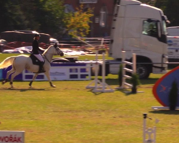 Reitturnier Altmittweida 2019