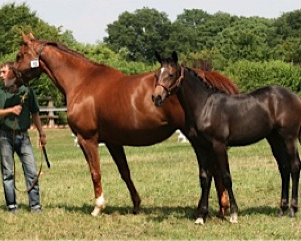 horse Dolcevita Mail (Selle Français, 2013, from Utrillo van de Heffinck)