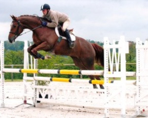 broodmare Mirabelle Mail (Selle Français, 2000, from Rebel Z I)