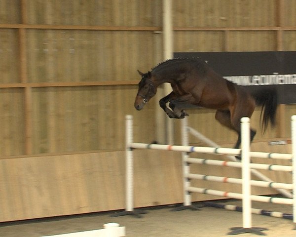 horse Drimar Mail (Selle Français, 2013, from Montender)