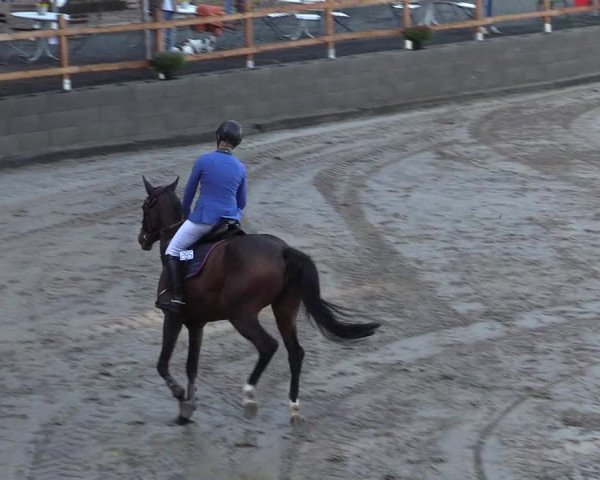 Reitturnier Siegen 2019