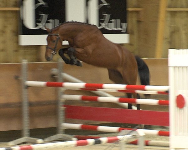 horse Deskar Mail (Selle Français, 2013, from Utrillo van de Heffinck)