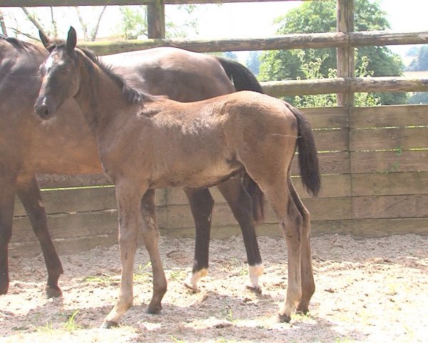 horse Gaspar (Selle Français, 2016, from Diamant de Semilly)