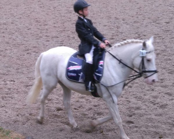 dressage horse Macho 45 (German Riding Pony, 1996)