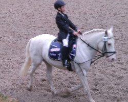 dressage horse Macho 45 (German Riding Pony, 1996)