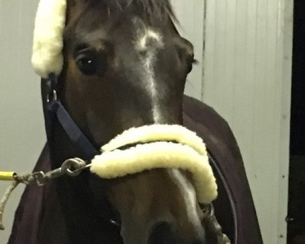 horse Floquito (Hanoverian, 2010, from Fuerst Rousseau)