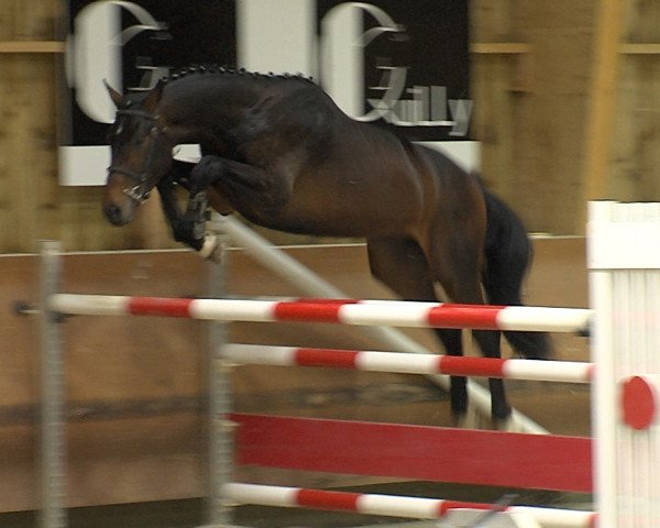 Pferd Denvar Mail (Selle Français, 2013, von Montender)