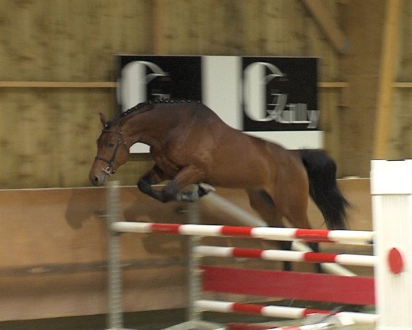 horse Delmar Mail (Selle Français, 2013, from Con Air)