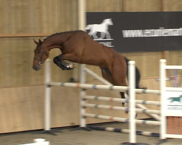 horse Dakato Mail (Selle Français, 2013, from Stakkato)