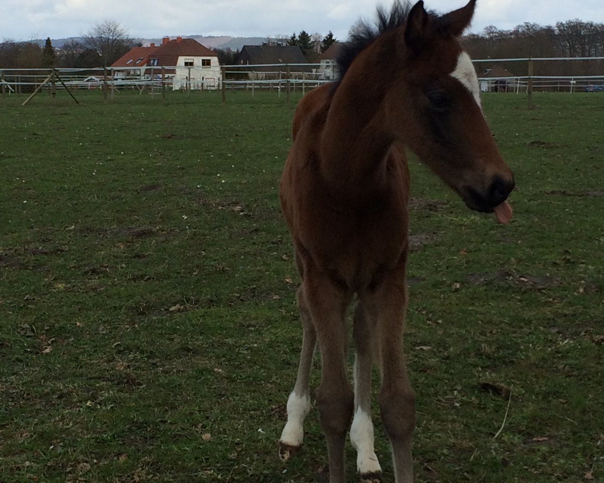 broodmare Chilli Pepp'S (German Riding Pony, 2015, from Cosmopolitan NRW)