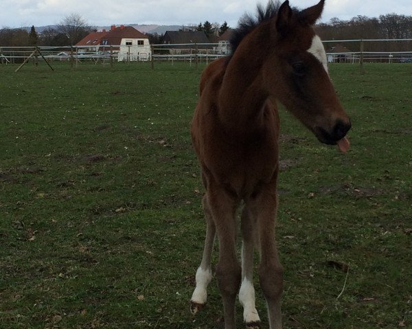 Zuchtstute Chilli Pepp'S (Deutsches Reitpony, 2015, von Cosmopolitan NRW)
